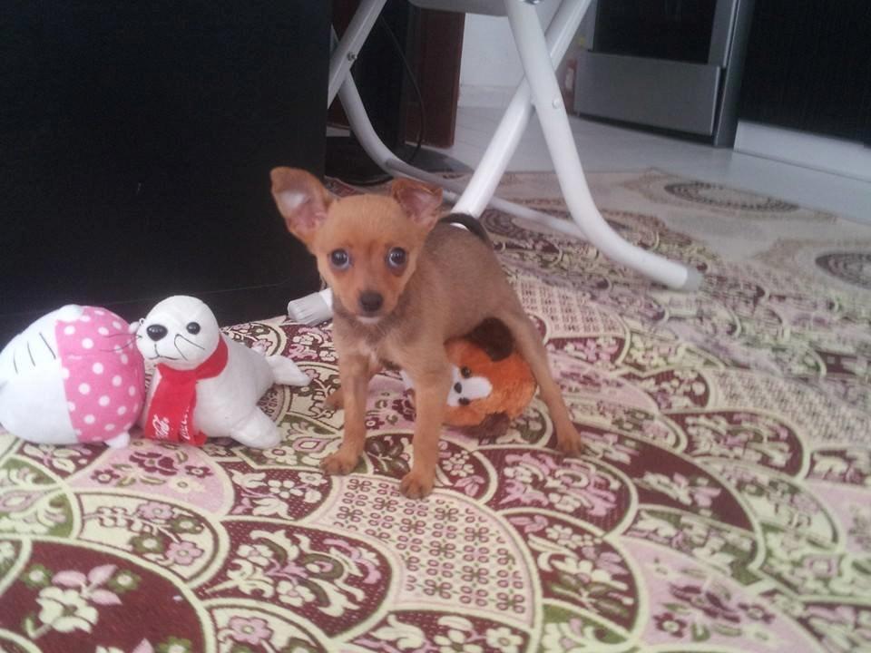 Chihuahua Bingo billede 3