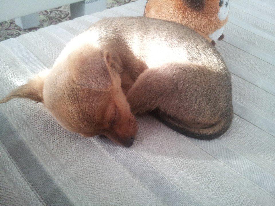 Chihuahua Bingo billede 12