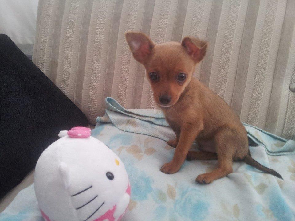 Chihuahua Bingo billede 11