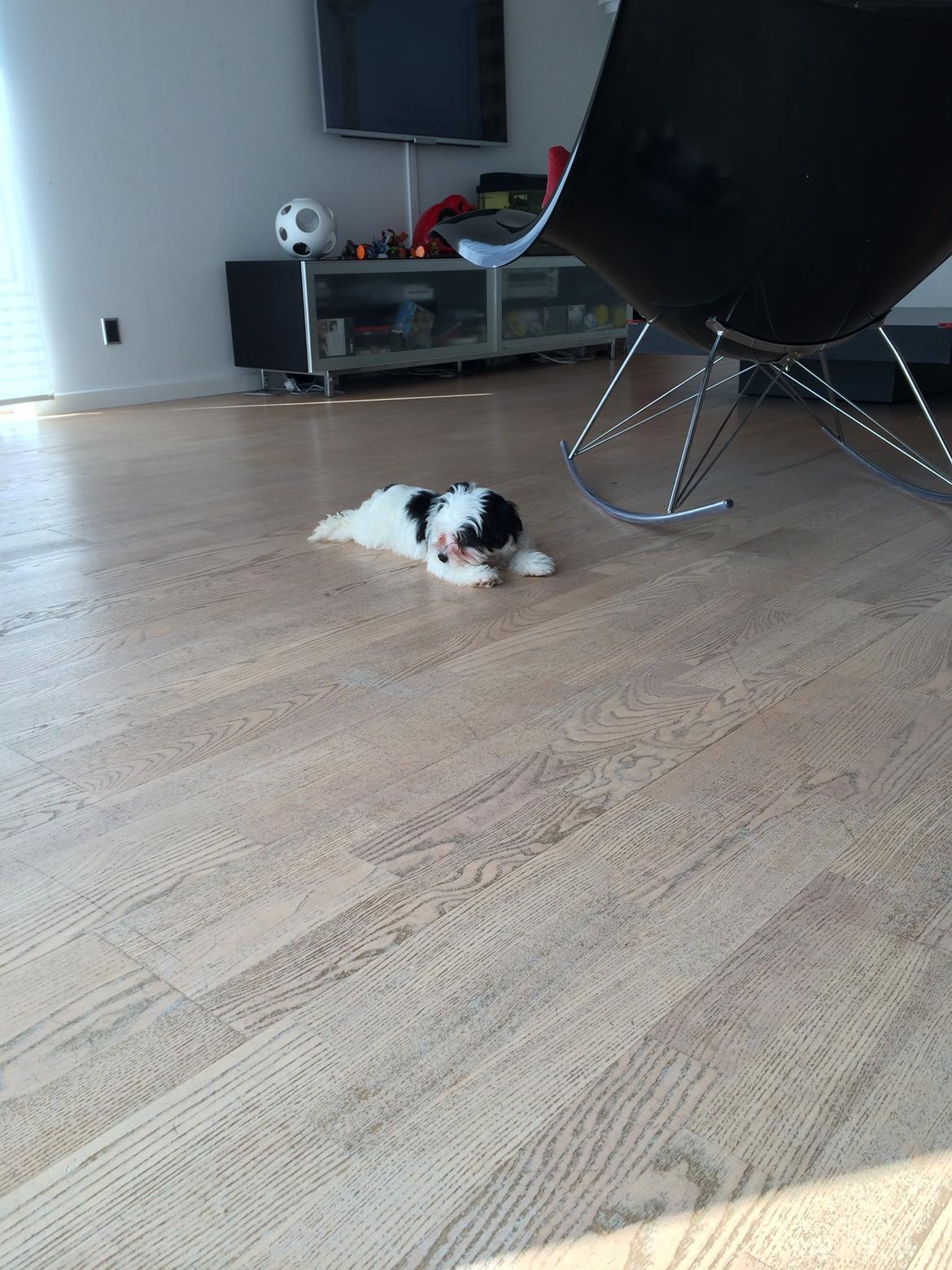 Bichon havanais Nimbus billede 7