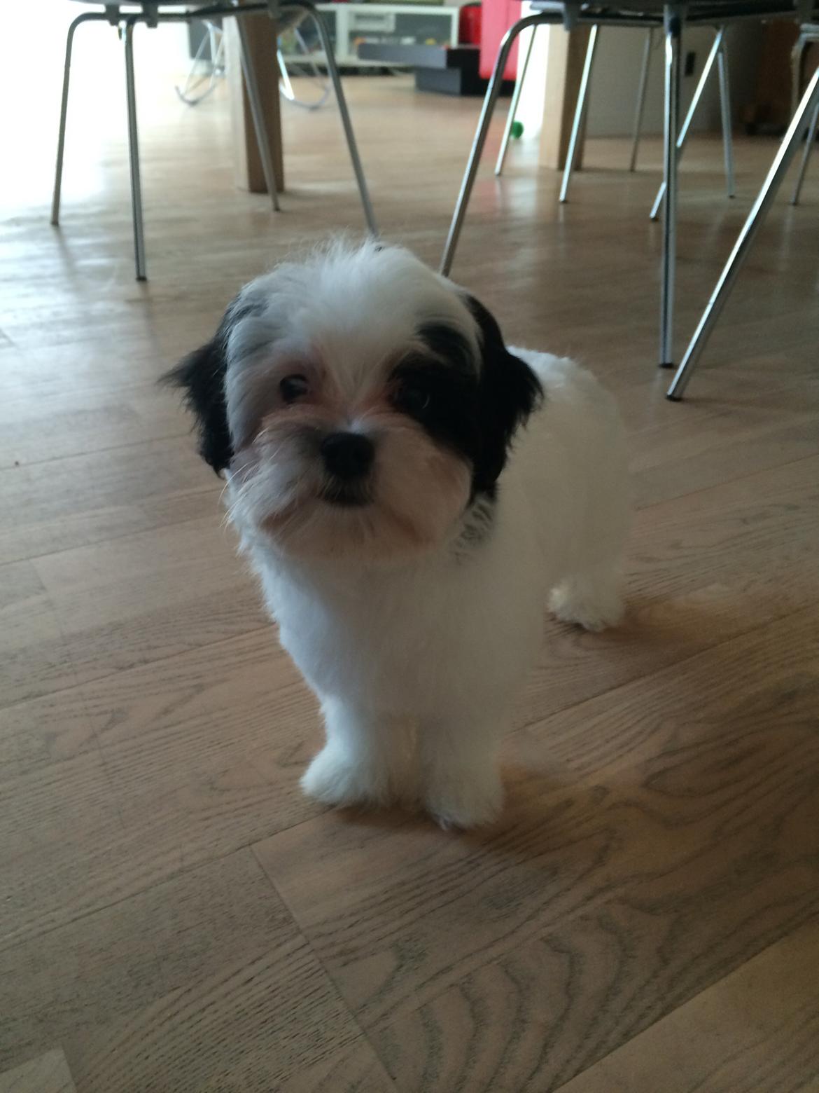 Bichon havanais Nimbus billede 8