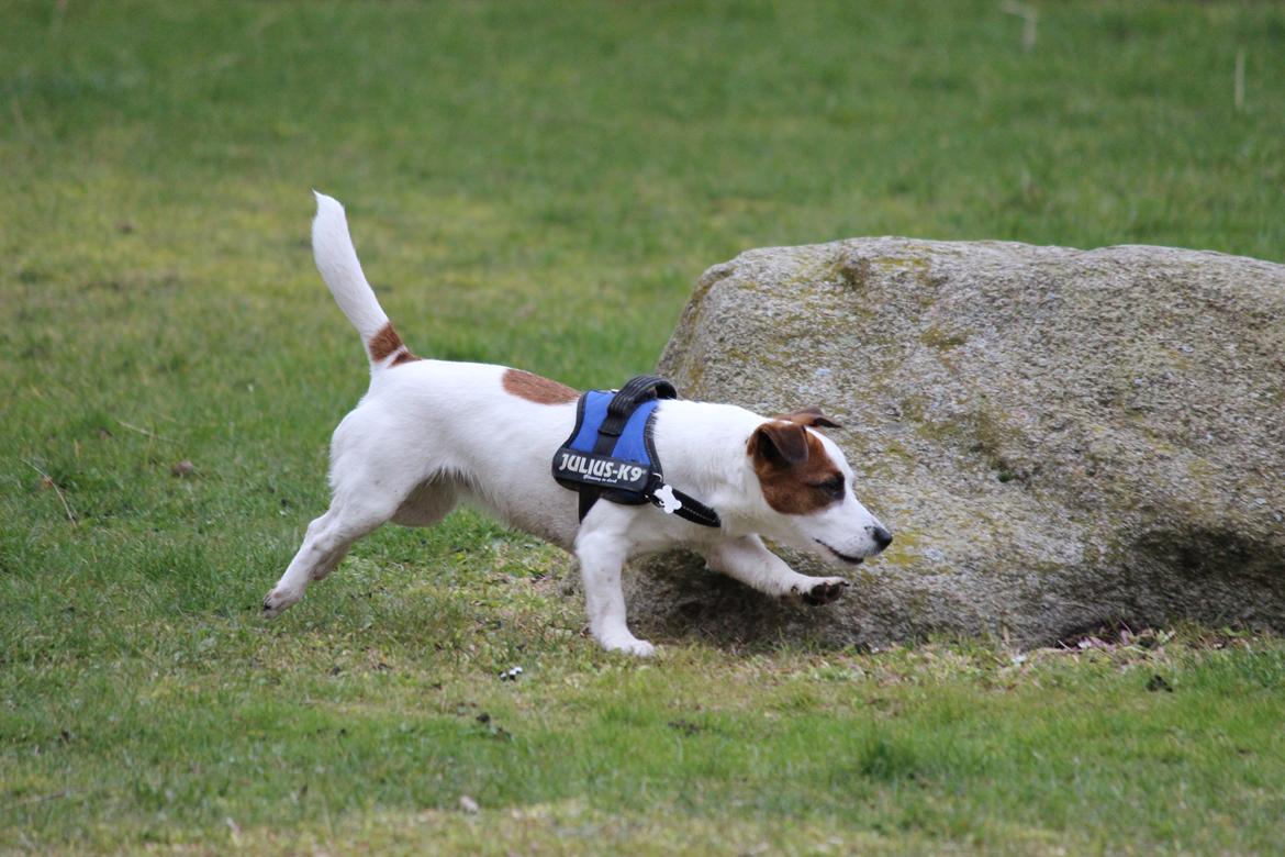 Jack russell terrier Cully billede 4