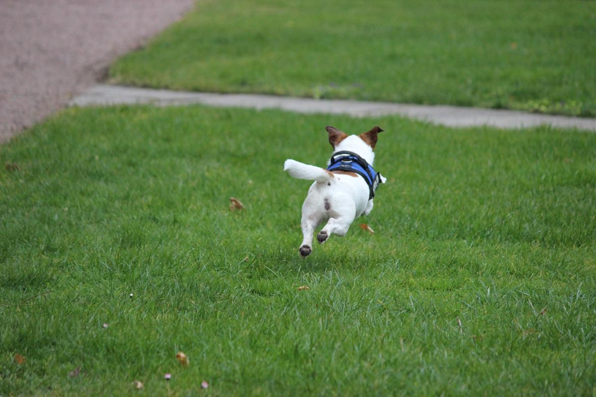 Jack russell terrier Cully billede 3