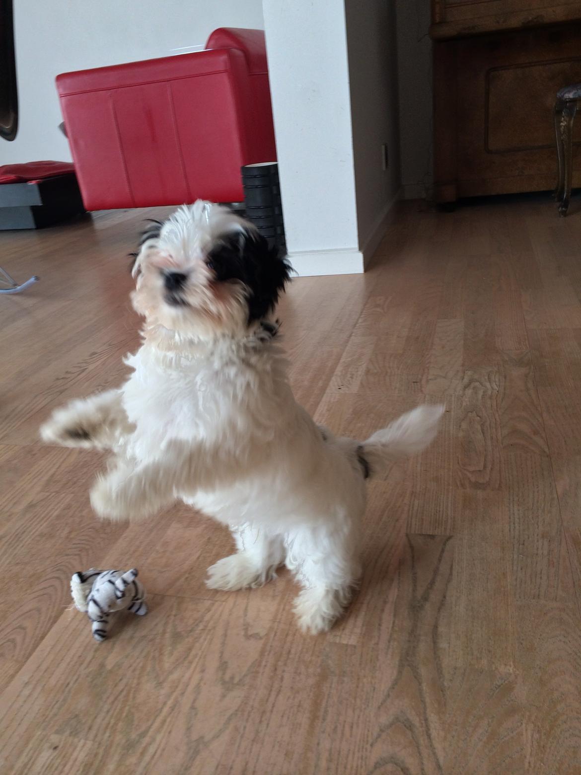 Bichon havanais Nimbus billede 9