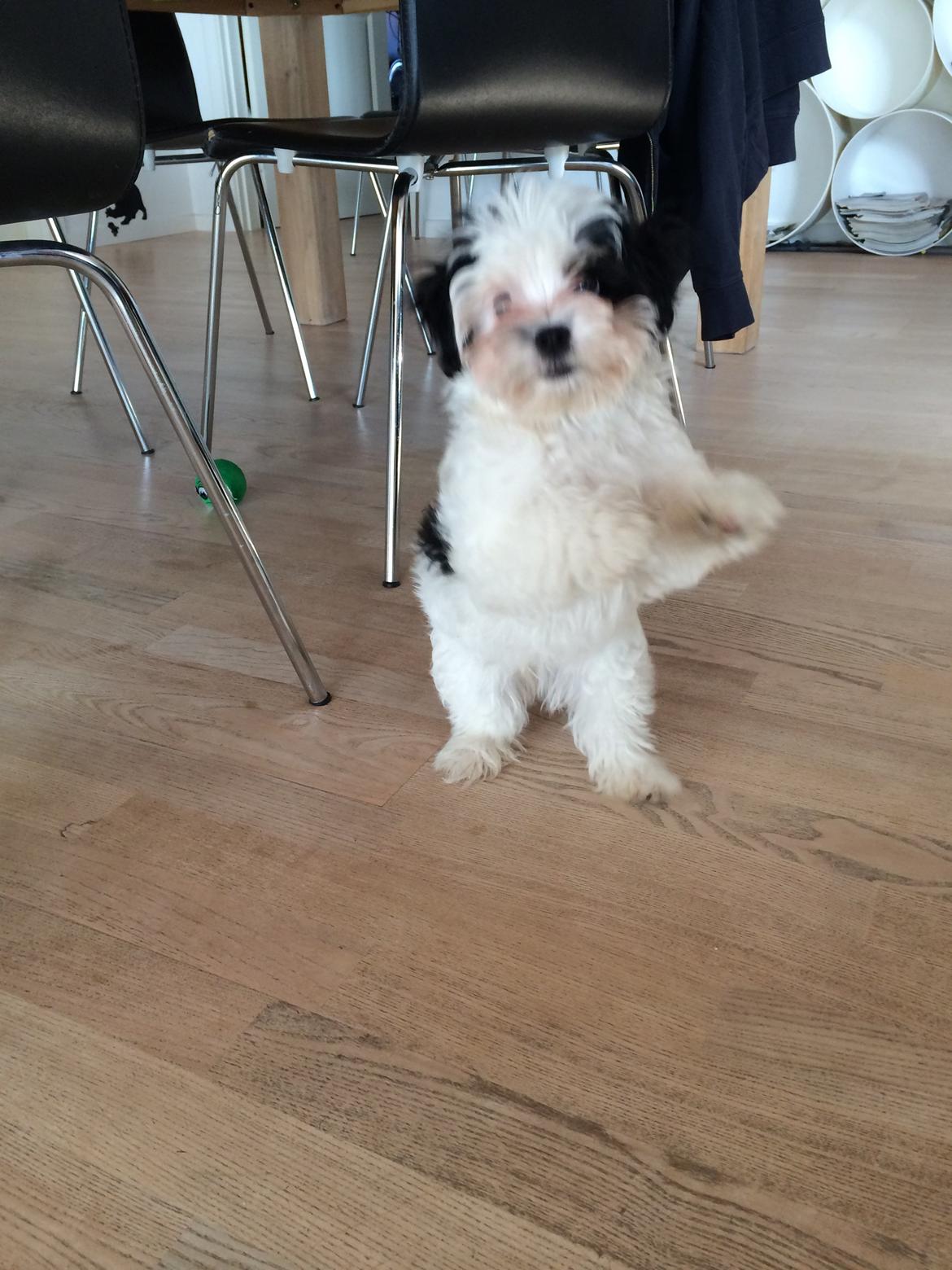 Bichon havanais Nimbus billede 10