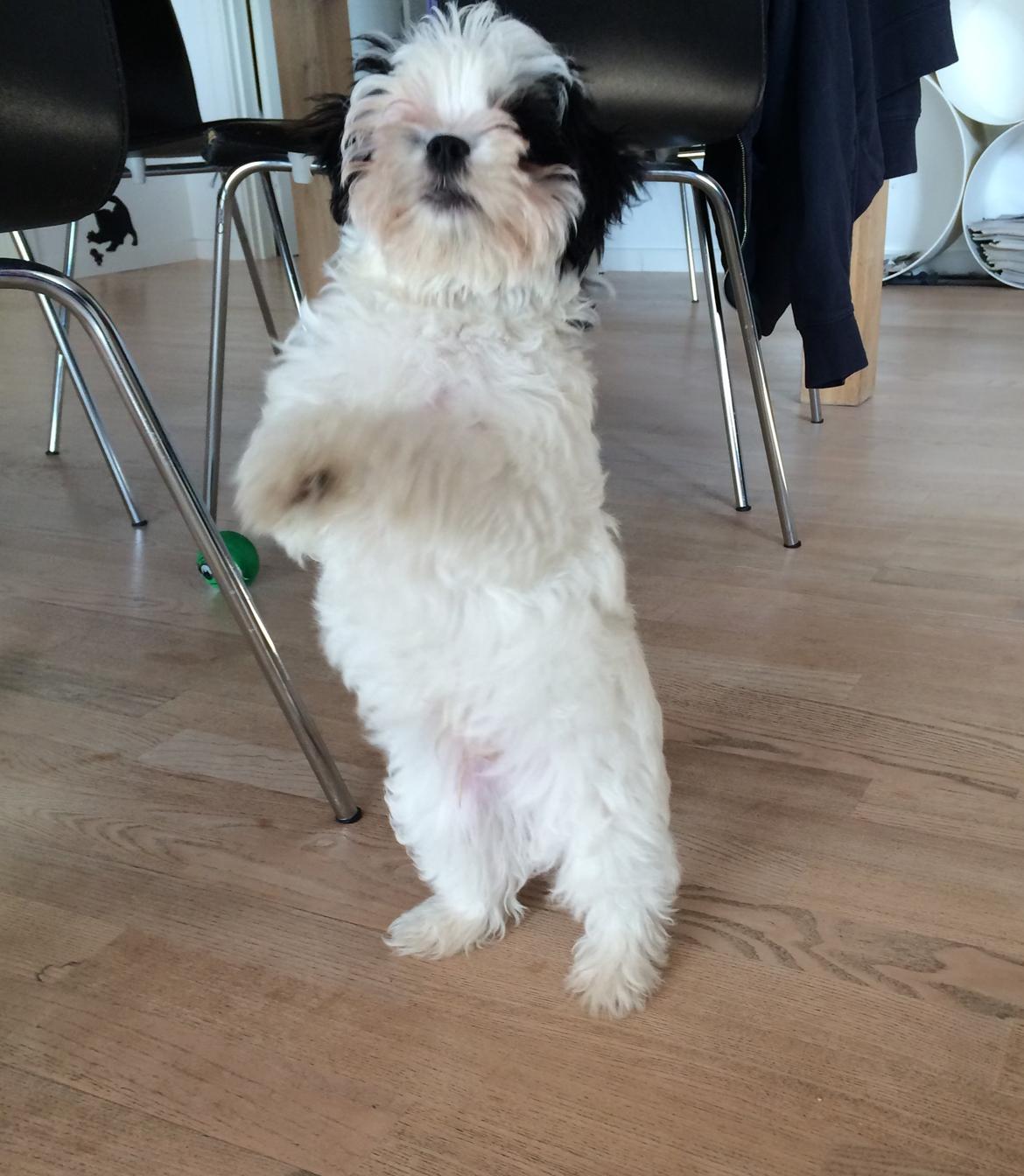 Bichon havanais Nimbus billede 11