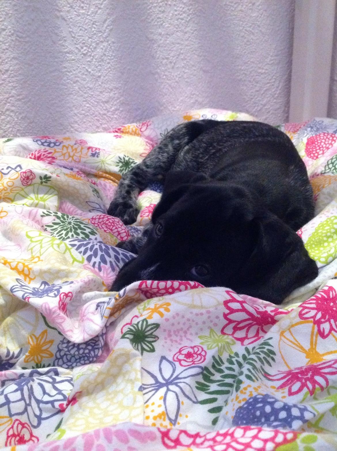 Ruhåret hønsehund Hjortlunds Eiko billede 40