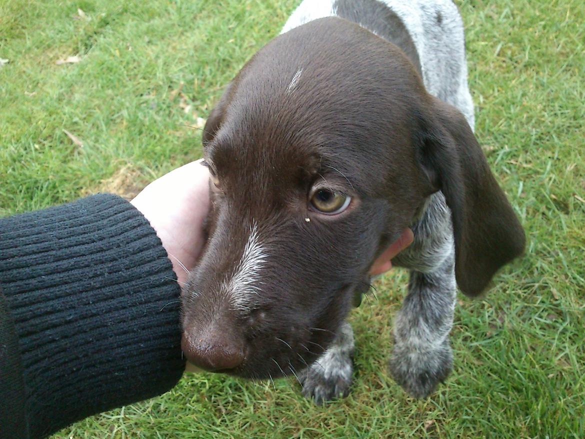 Ruhåret hønsehund Lynghedens Chandler - I haven for første gang billede 12