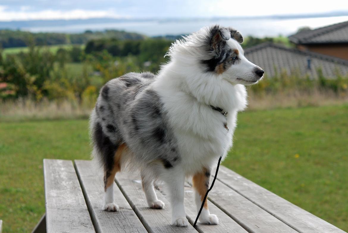 Shetland sheepdog Mejse billede 19