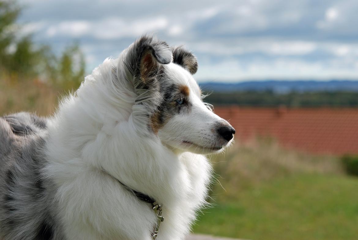 Shetland sheepdog Mejse billede 20