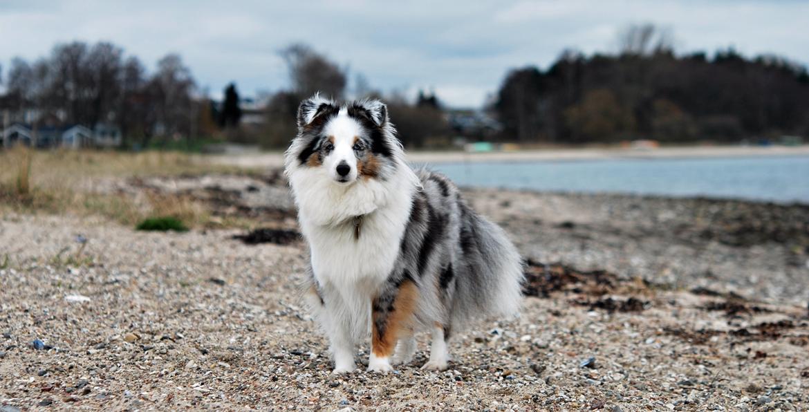 Shetland sheepdog Mejse billede 23