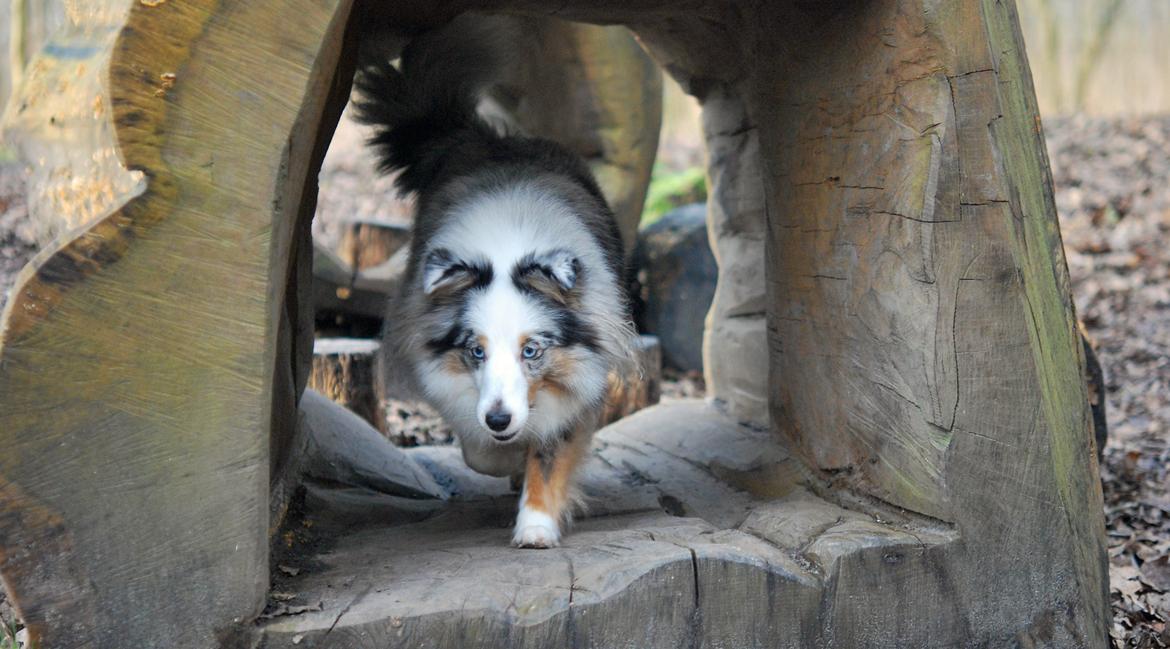 Shetland sheepdog Mejse billede 22