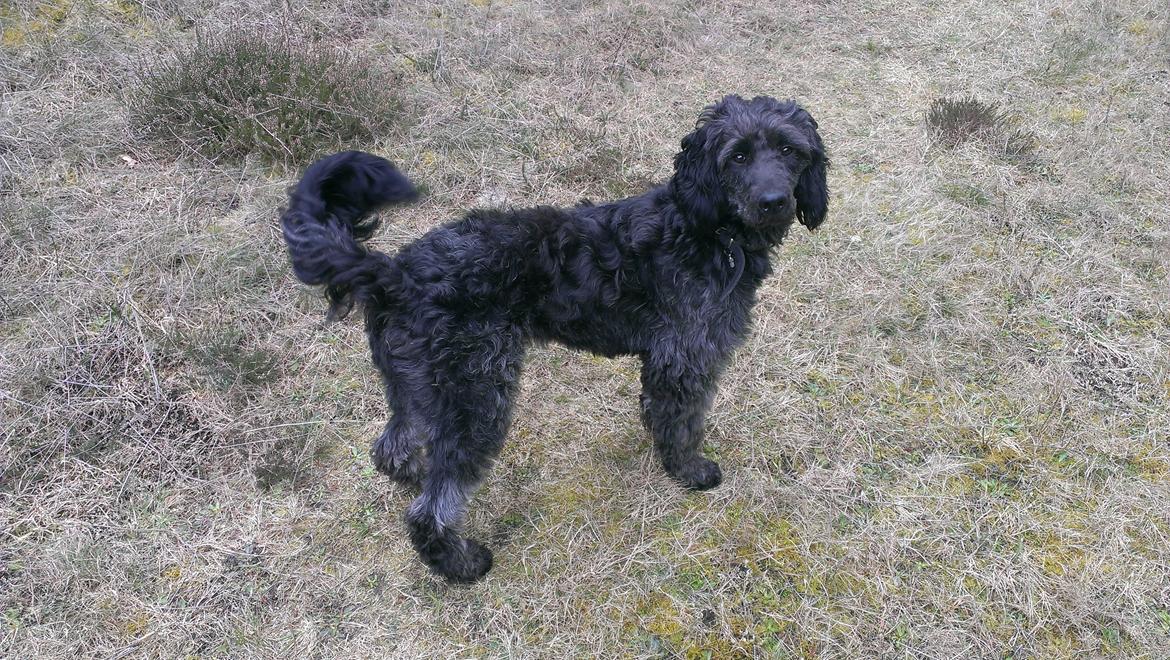 Blanding af racer Sandy Hawaii (F1 Sproodle) billede 27