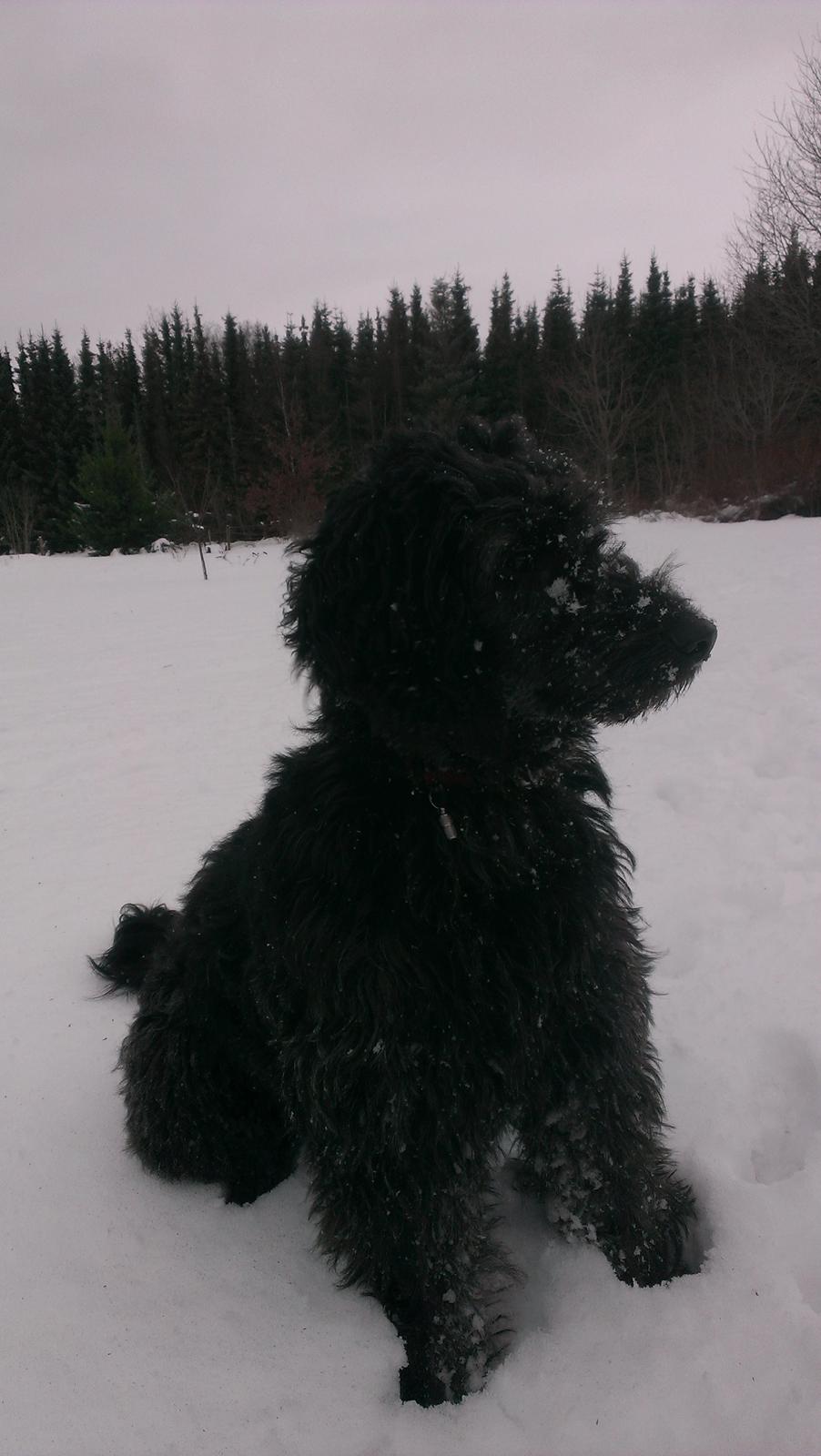 Blanding af racer Sandy Hawaii (F1 Sproodle) billede 30