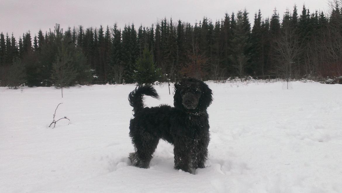 Blanding af racer Sandy Hawaii (F1 Sproodle) billede 29