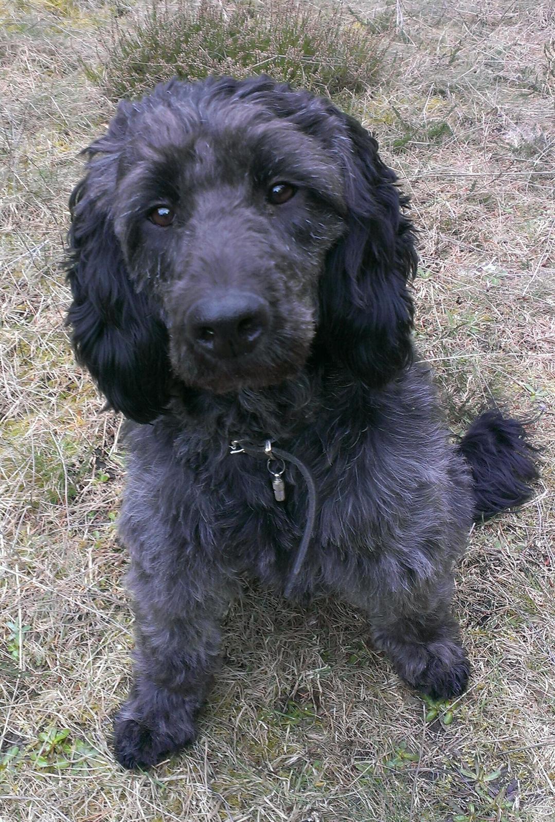 Blanding af racer Sandy Hawaii (F1 Sproodle) billede 26