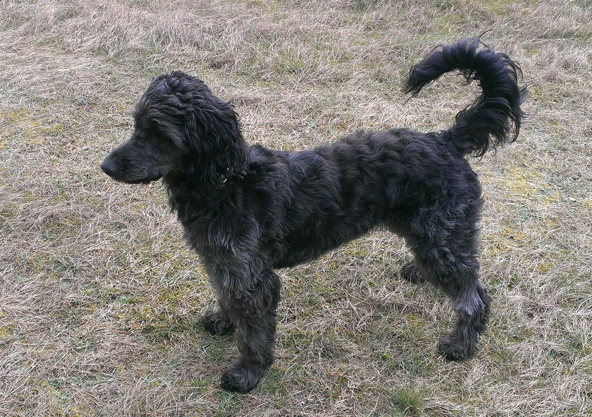 Blanding af racer Sandy Hawaii (F1 Sproodle) billede 28