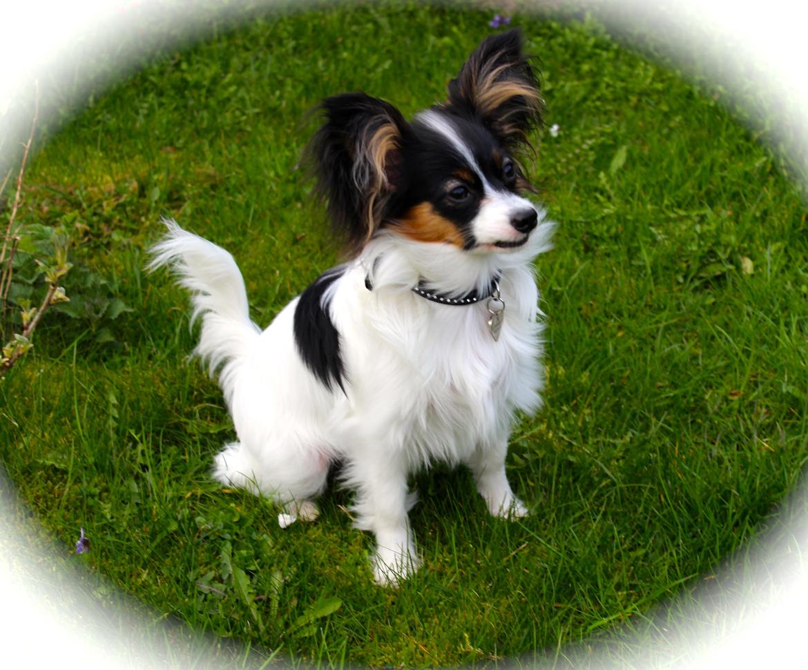 Papillon Flowerbirds Zia Be My Beauty - Zia 7 mdr. gammel billede 7