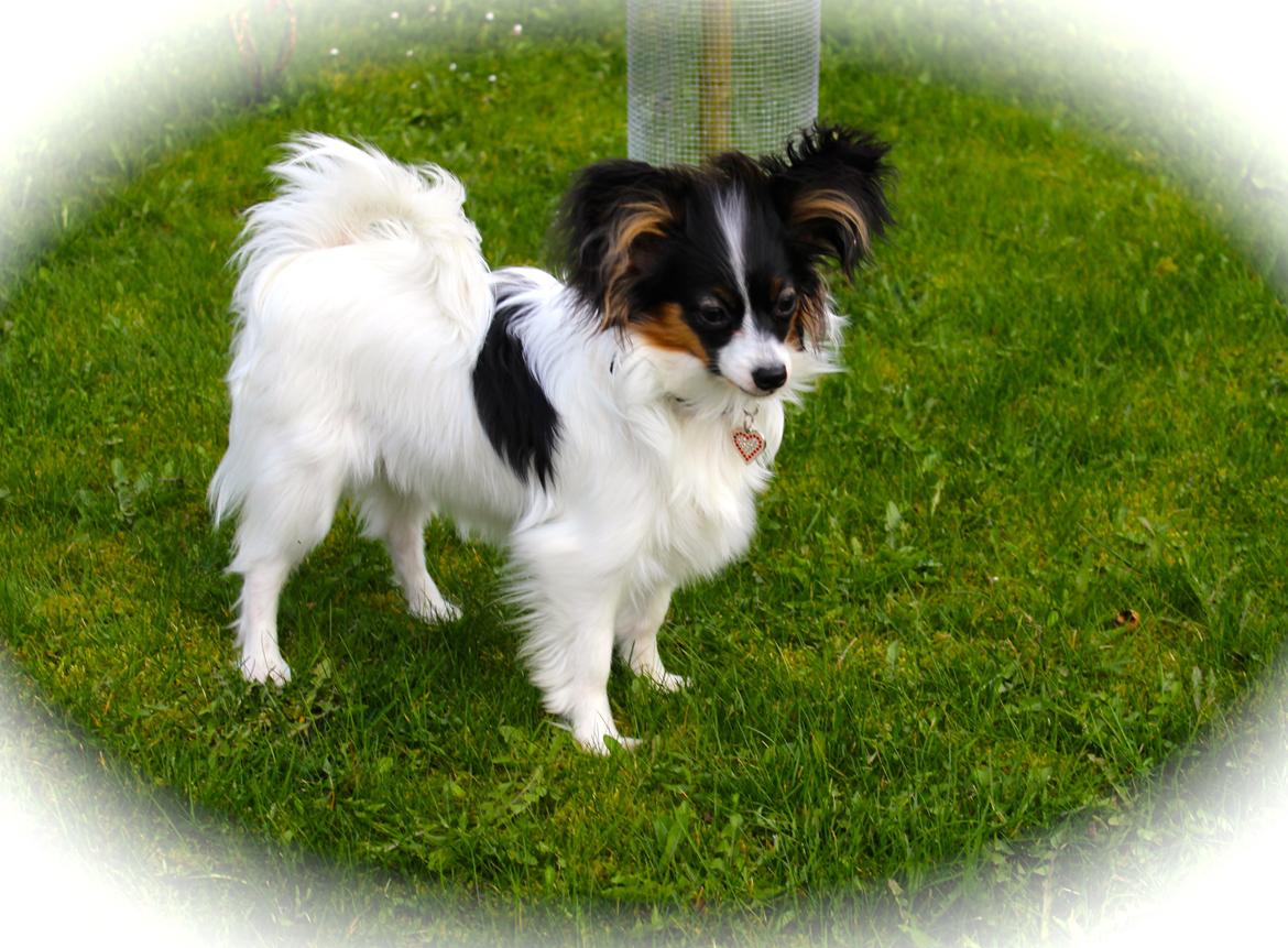 Papillon Flowerbirds Zia Be My Beauty billede 8