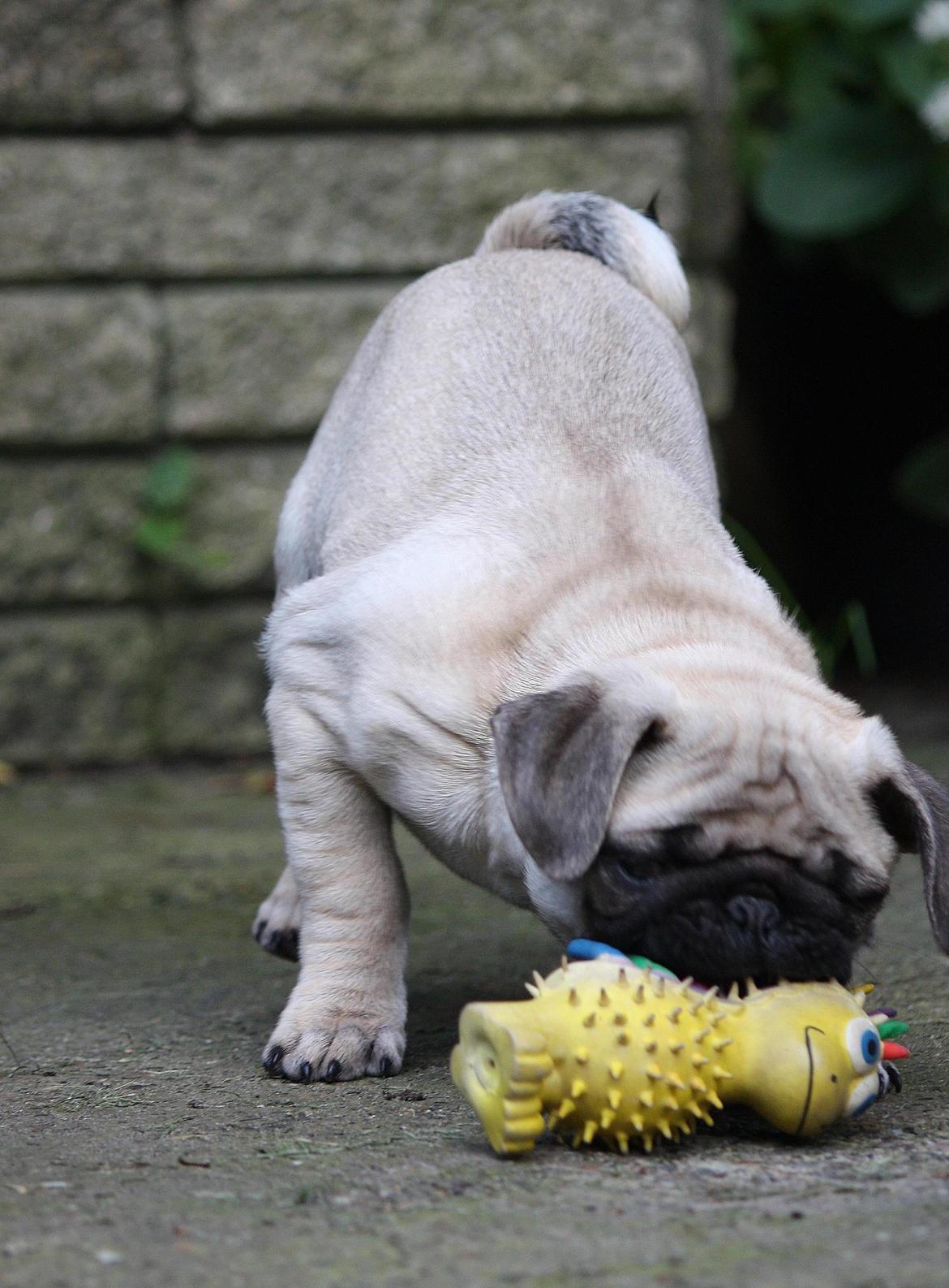 Mops Jobbe billede 19