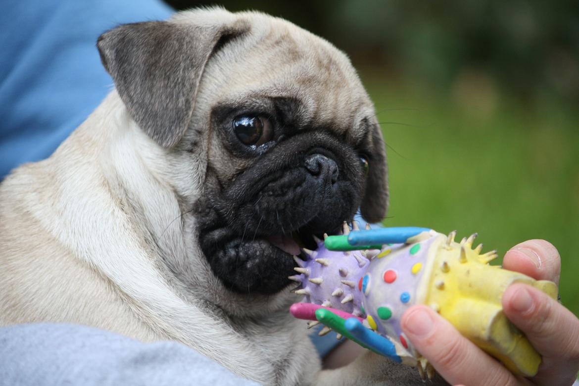 Mops Jobbe billede 21