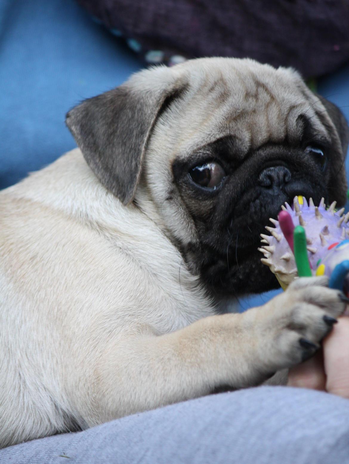 Mops Jobbe billede 20