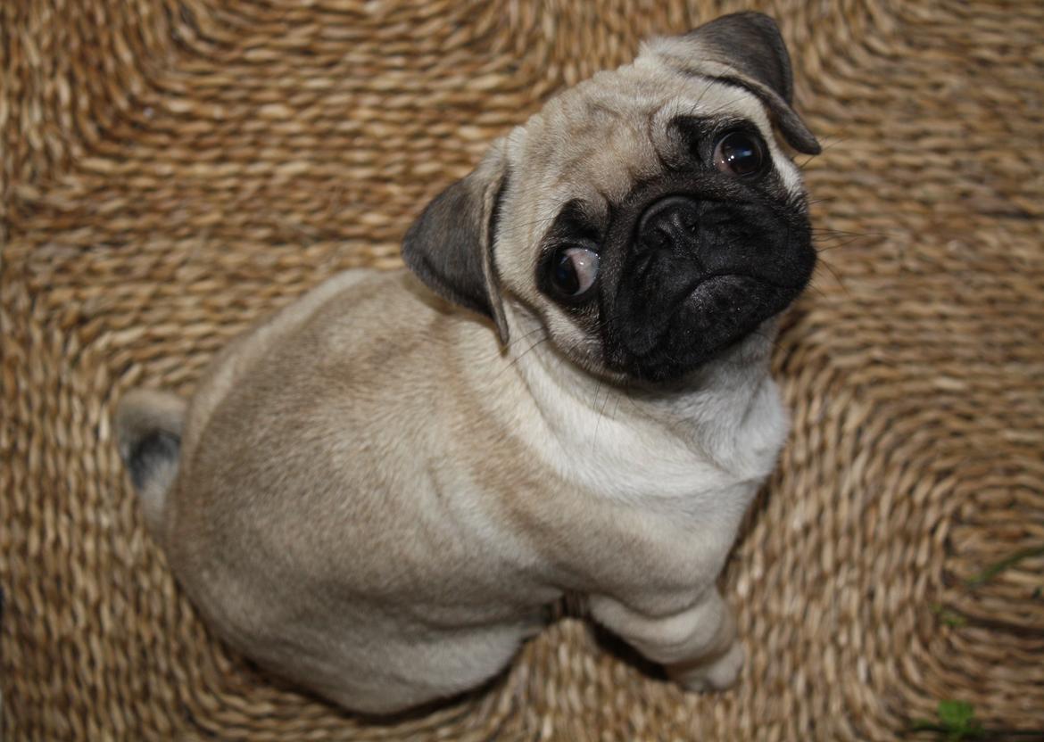 Mops Jobbe billede 22