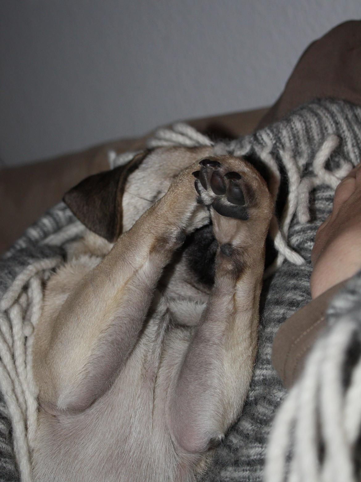 Mops Jobbe billede 23