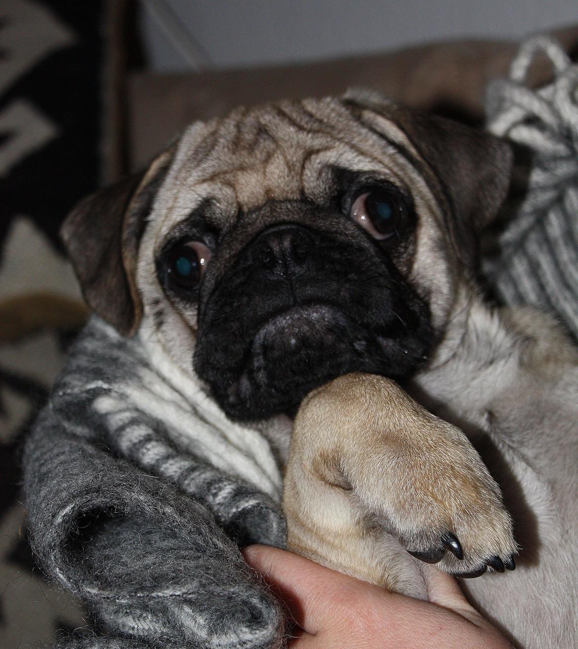 Mops Jobbe billede 24