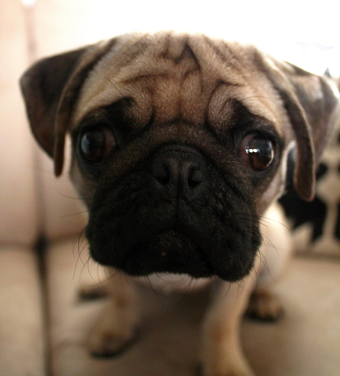 Mops Jobbe billede 25