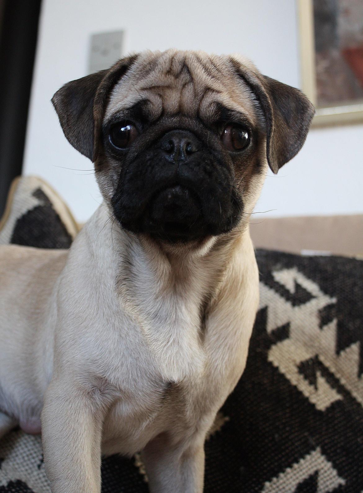 Mops Jobbe billede 26