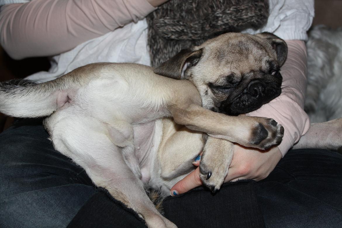 Mops Jobbe billede 27