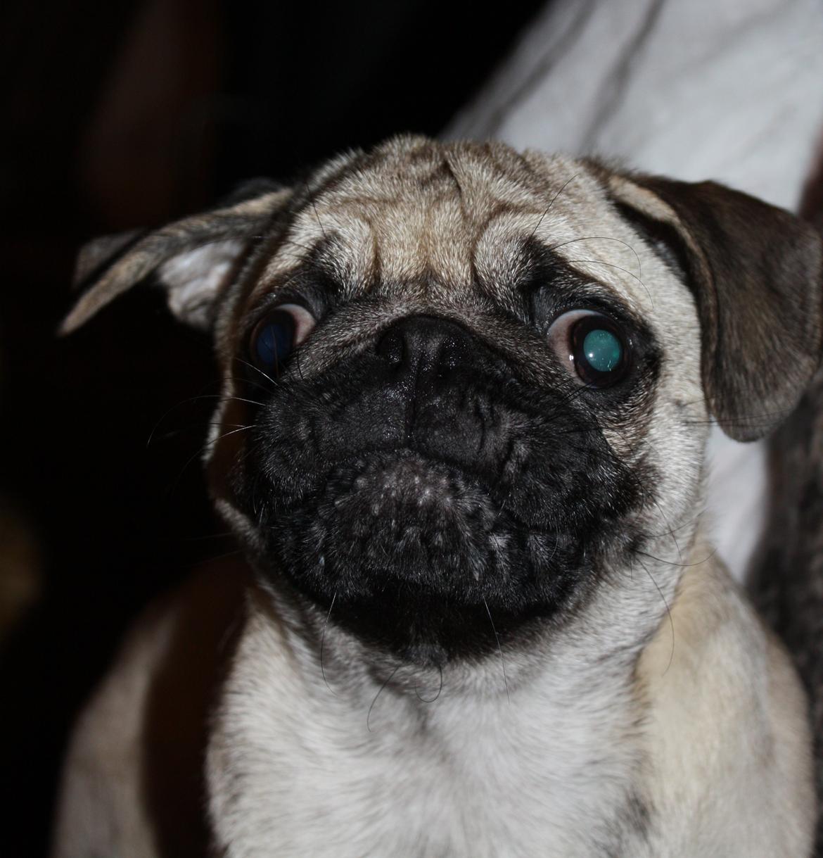 Mops Jobbe billede 28