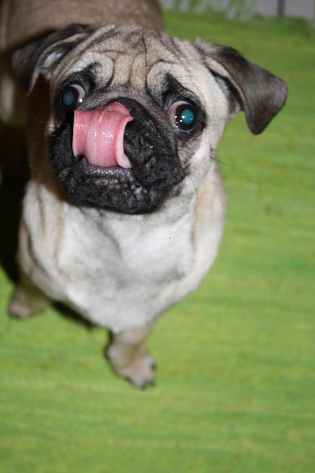 Mops Jobbe billede 29