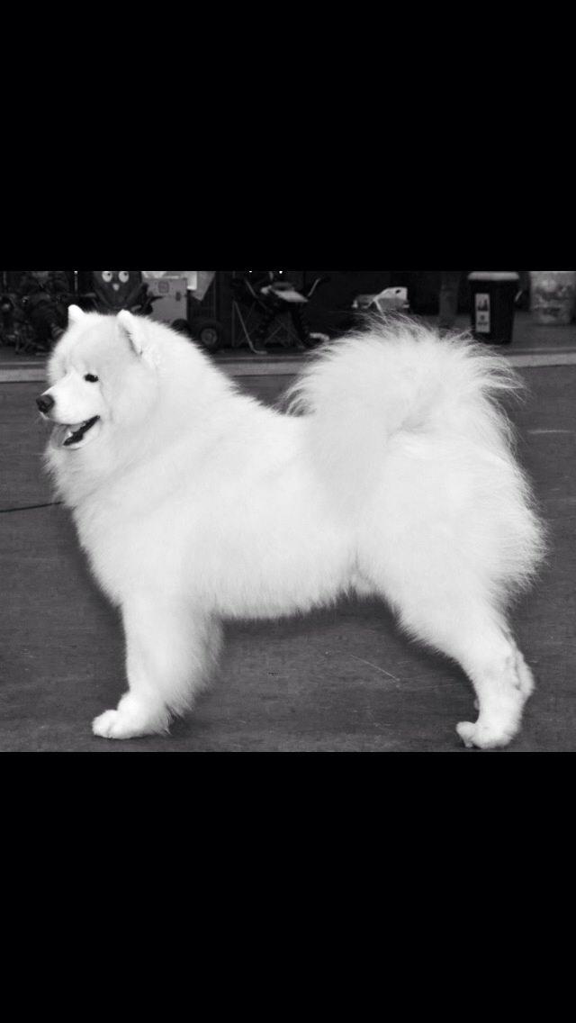 Samojedhund Cabaka's Turn It Up -"Turner" billede 13