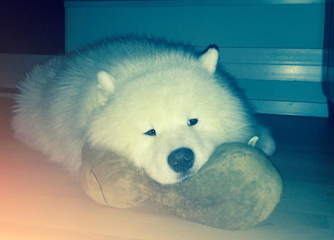 Samojedhund Cabaka's Turn It Up -"Turner" billede 14