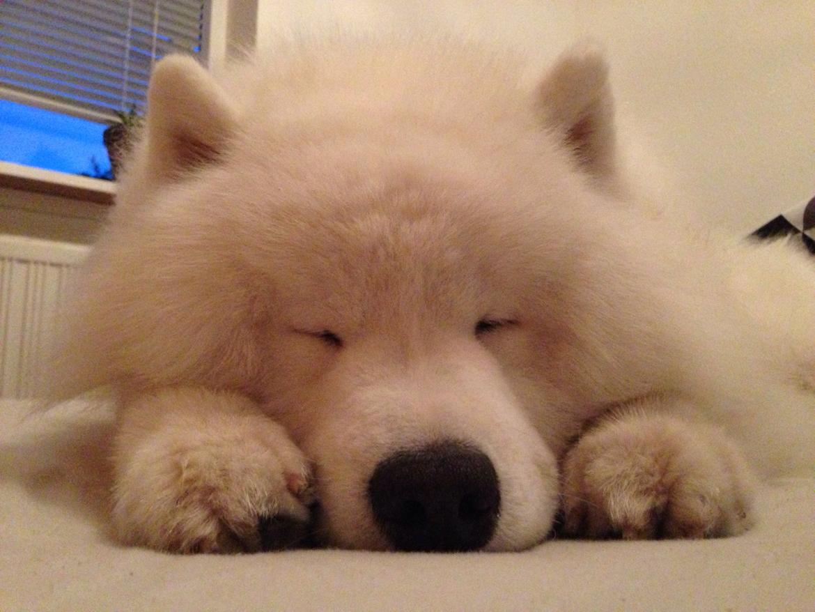 Samojedhund Cabaka's Turn It Up -"Turner" billede 15