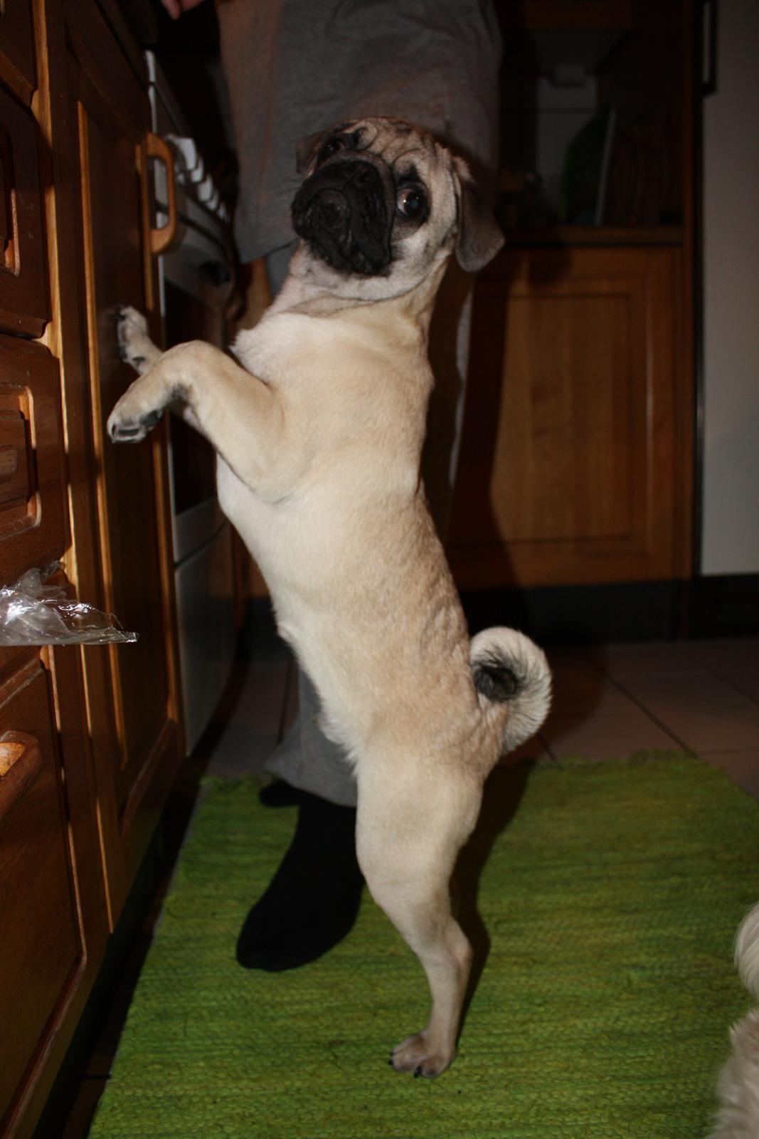 Mops Jobbe billede 30