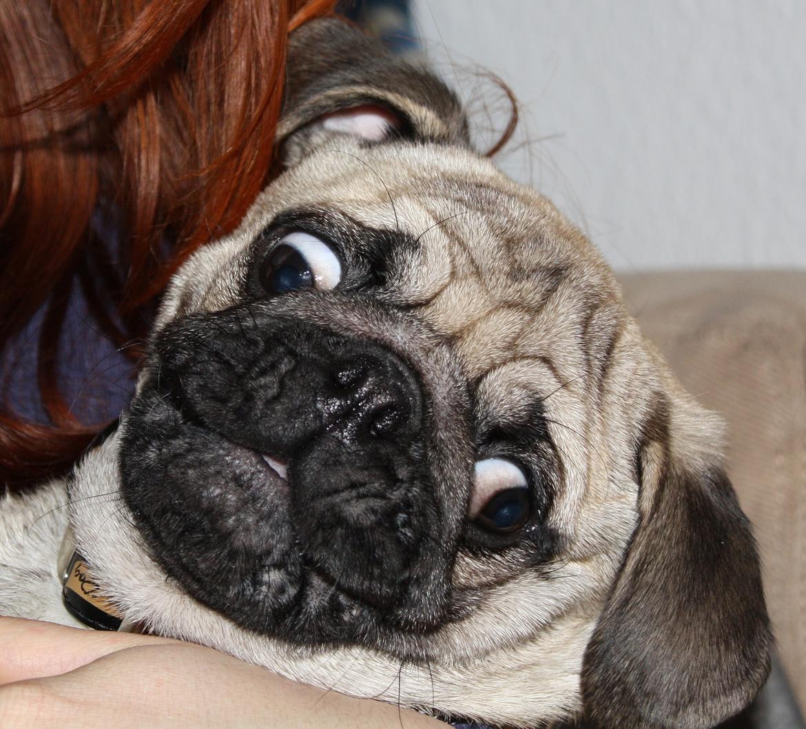 Mops Jobbe billede 31