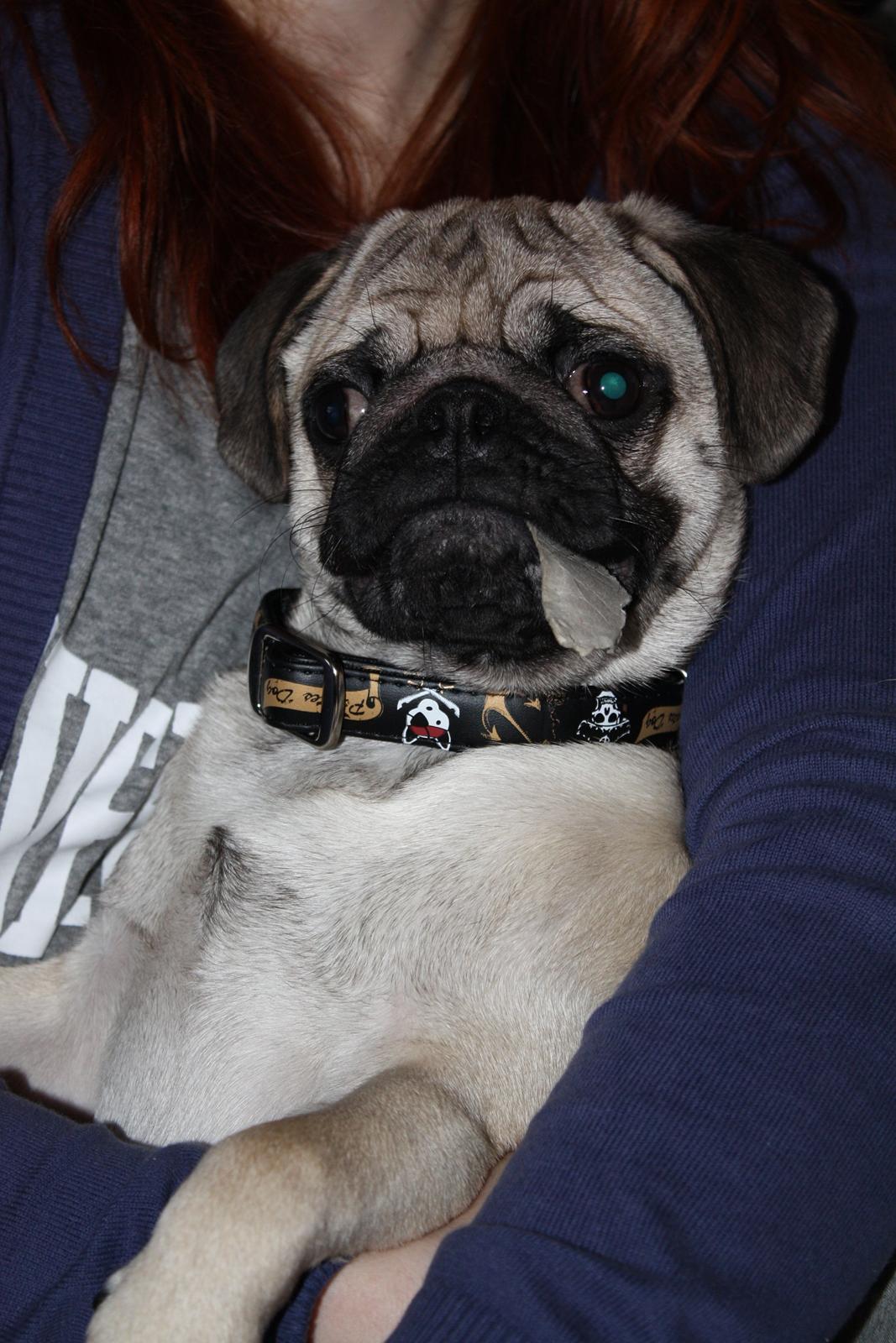 Mops Jobbe billede 33