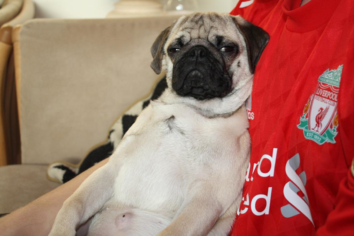 Mops Jobbe billede 34