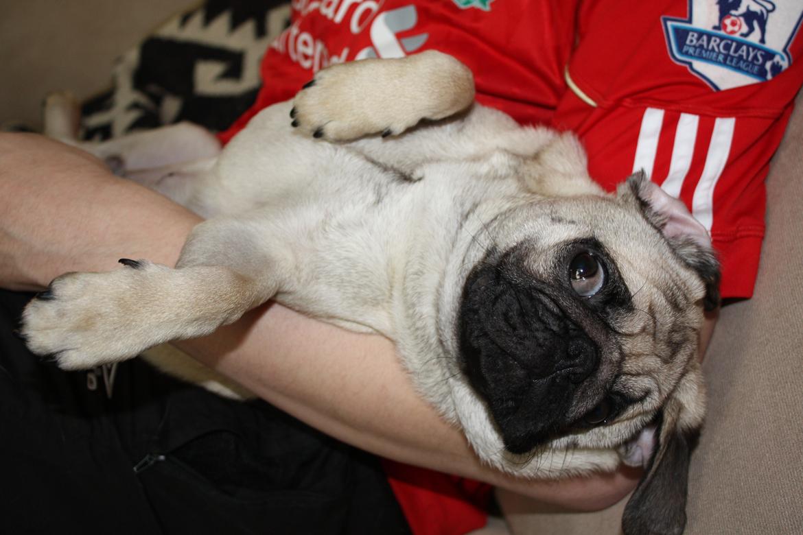 Mops Jobbe billede 35