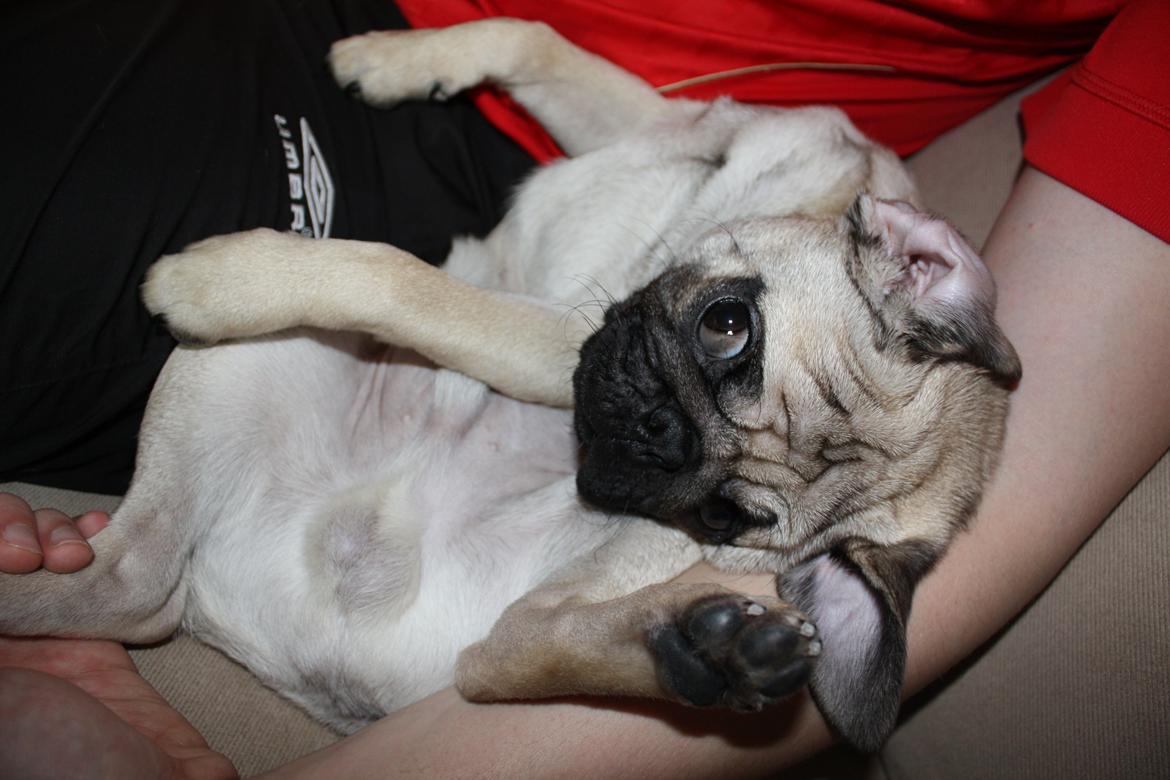 Mops Jobbe billede 36