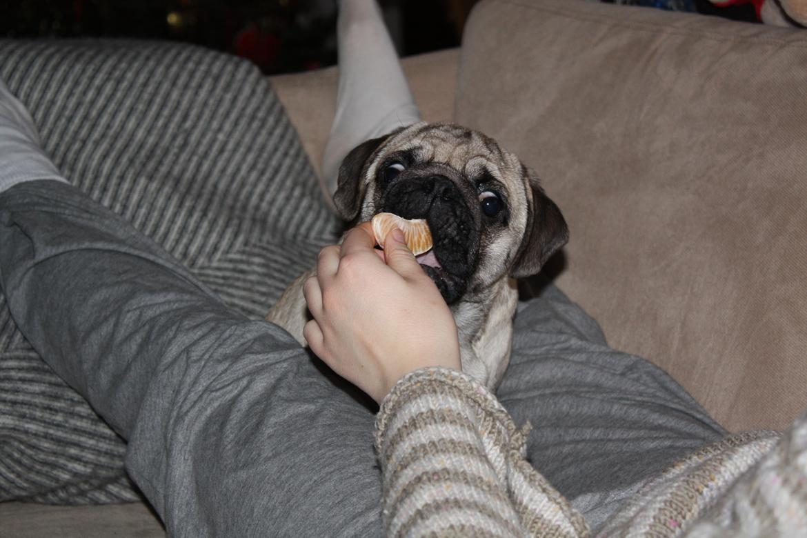 Mops Jobbe billede 41