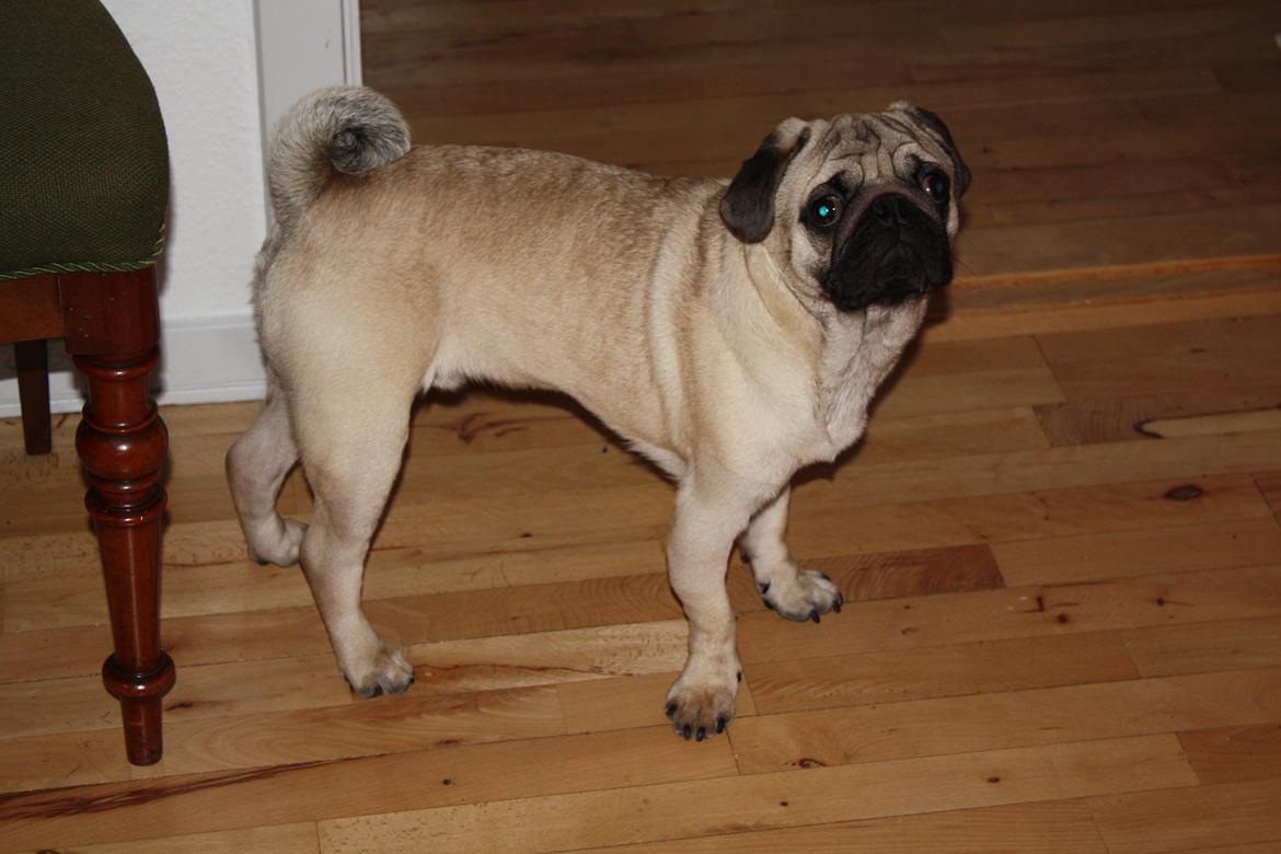 Mops Jobbe - Her ses Jobbes ben efter operationen billede 46