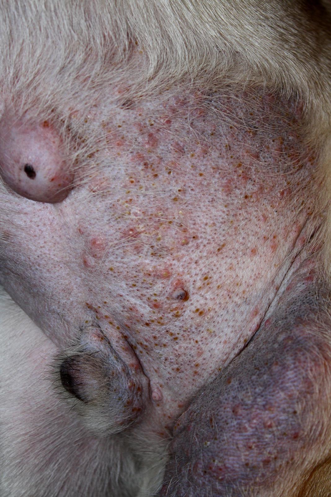 Mops Jobbe - Jobbes navlebrok og hårsækmider.  billede 48