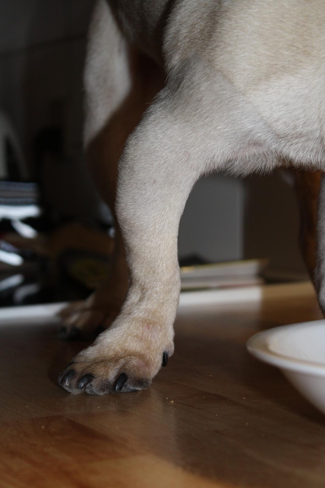 Mops Jobbe - Jobbes dumme ben :( billede 49