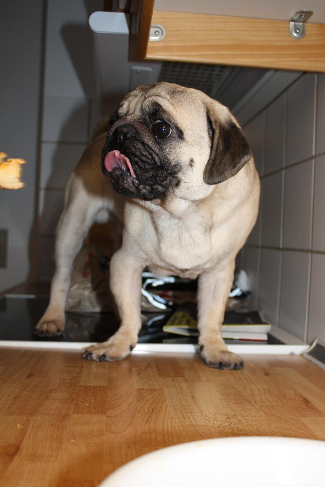 Mops Jobbe - Sidste billede jeg tog af Jobbe - her havde han det slet ikke godt mere :'-( billede 50