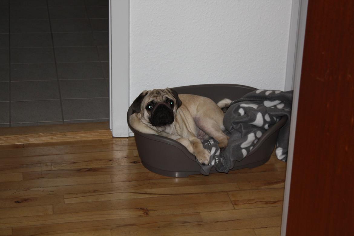 Mops Jobbe billede 47