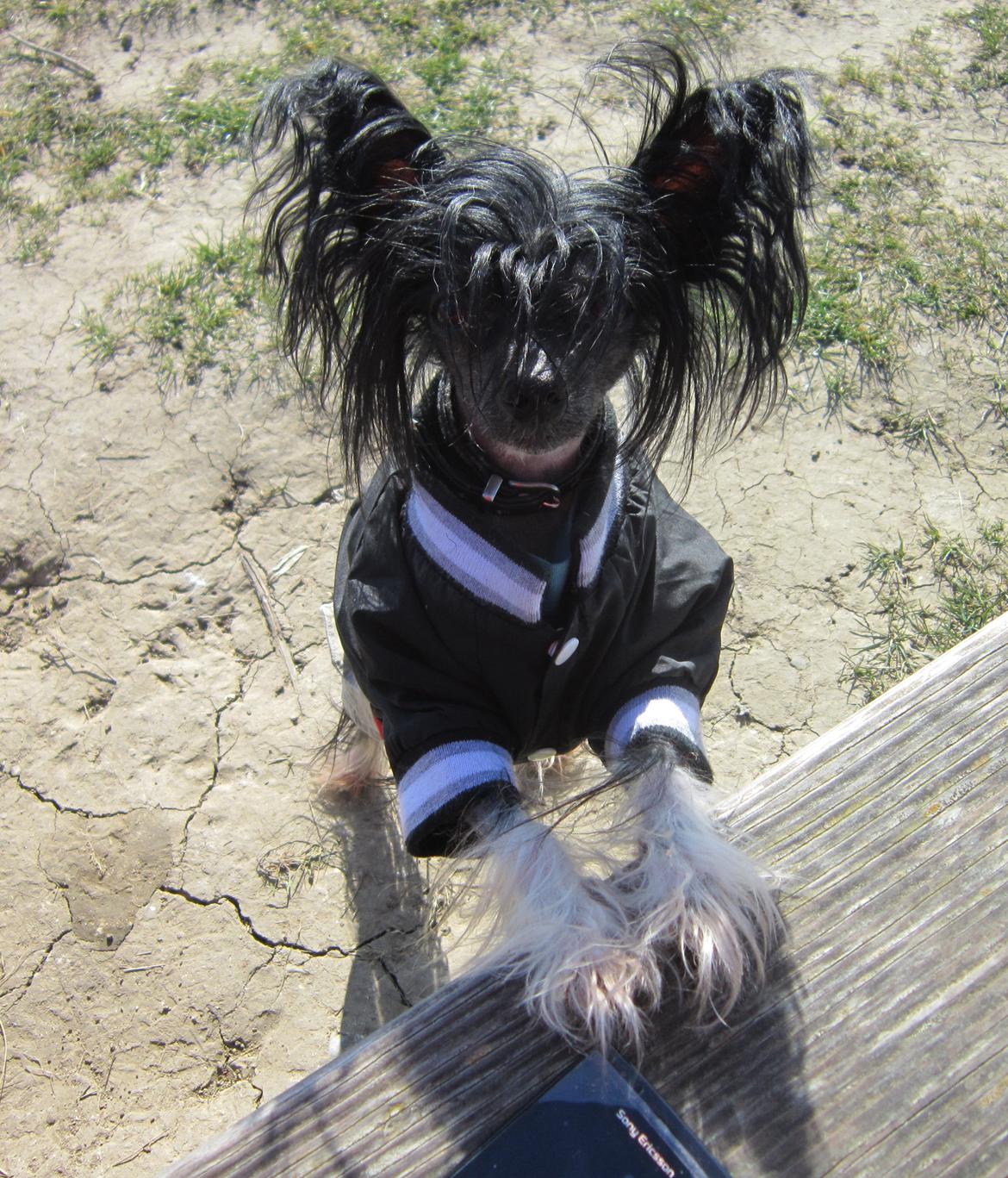 Chinese crested hårløs Belika billede 42